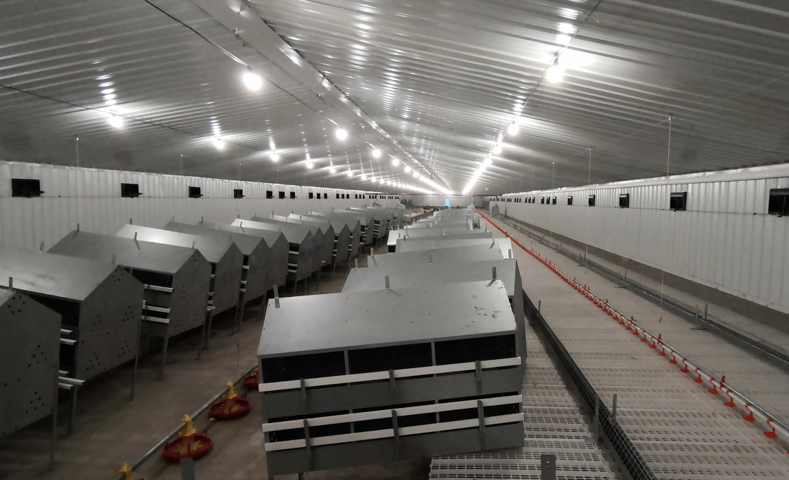 poultry breeder farm