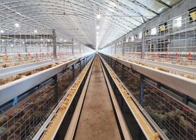 XGZ Light steel poultry Layer Egg house