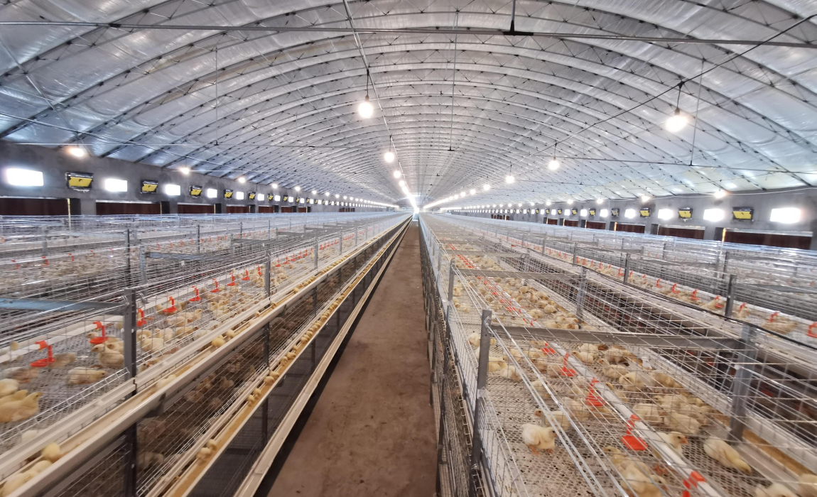light steel poultry egg