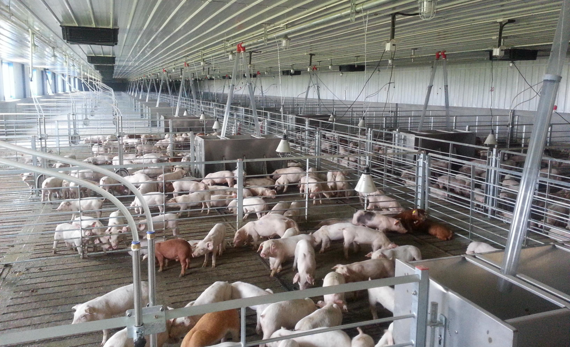 light pig house