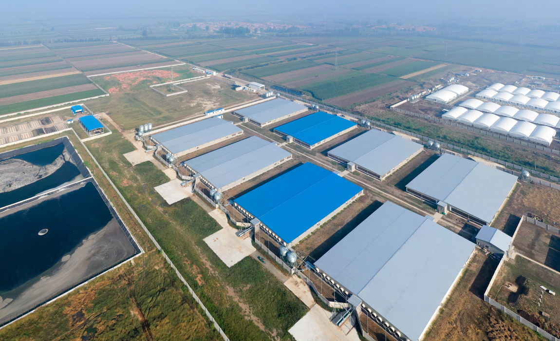light steel pig farm