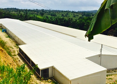 Steel Structure Poultry Farms/broiler house/broiler chicken house