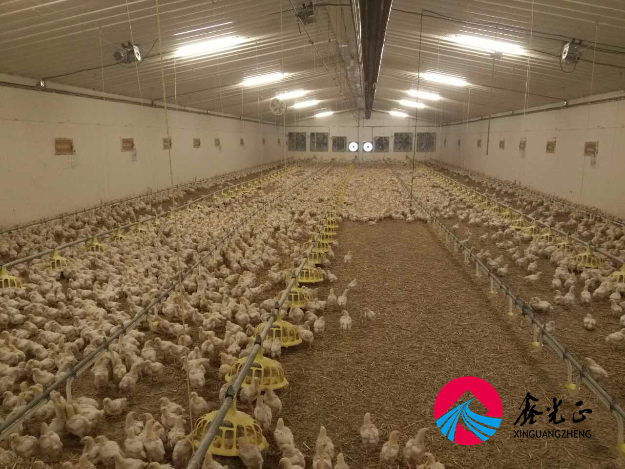 poultry farm