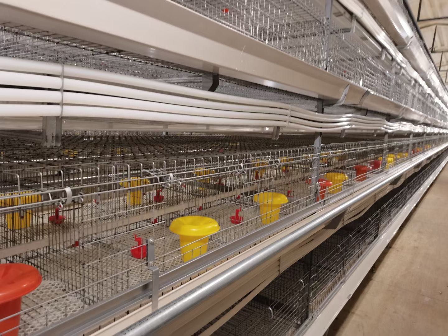 broiler cage farm