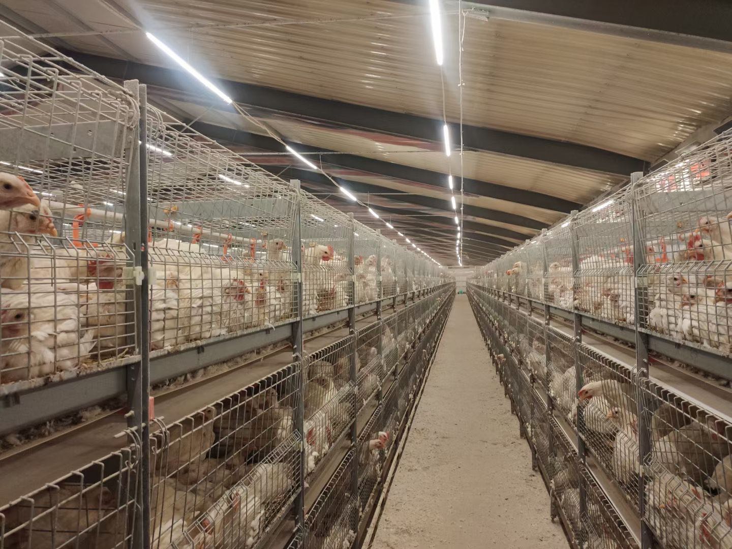 cage broiler