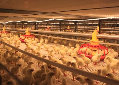 Steel structure broiler farm with full auomatic equipment