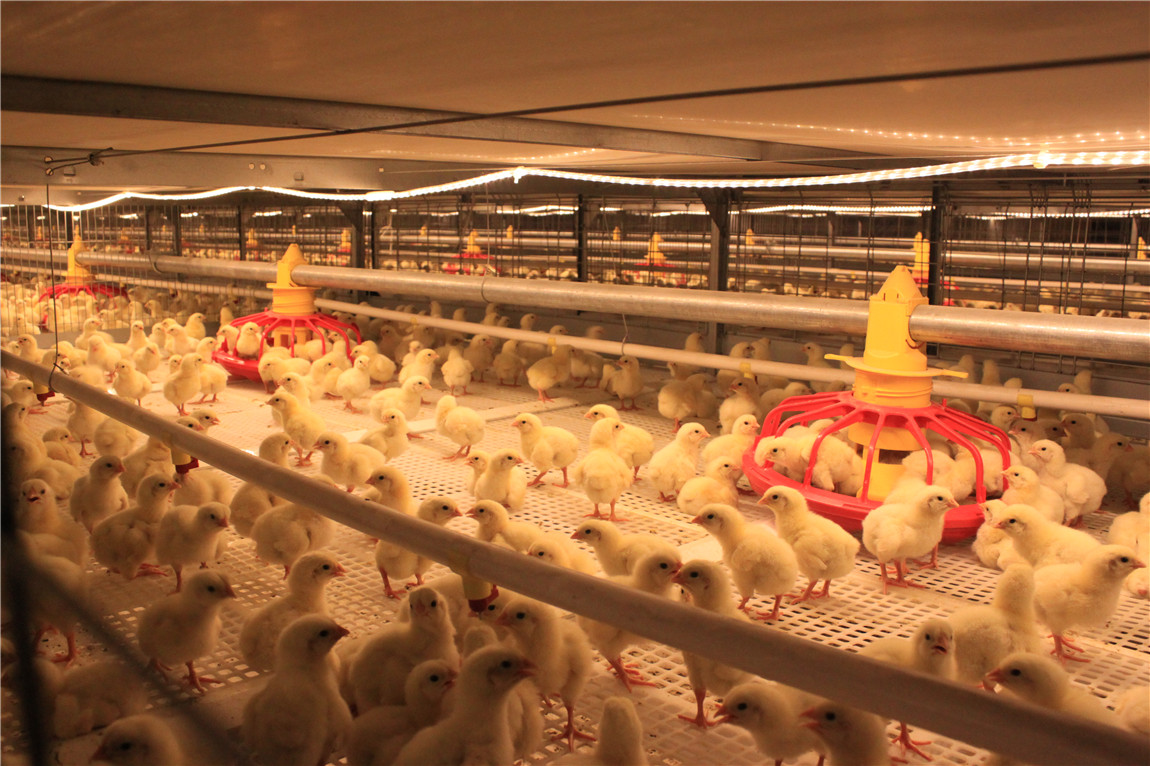 broiler cage