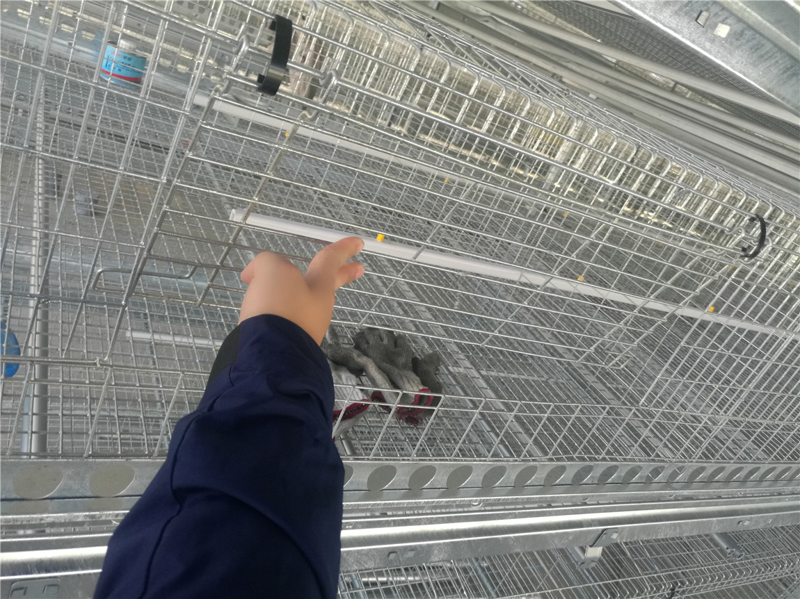poultry mesh