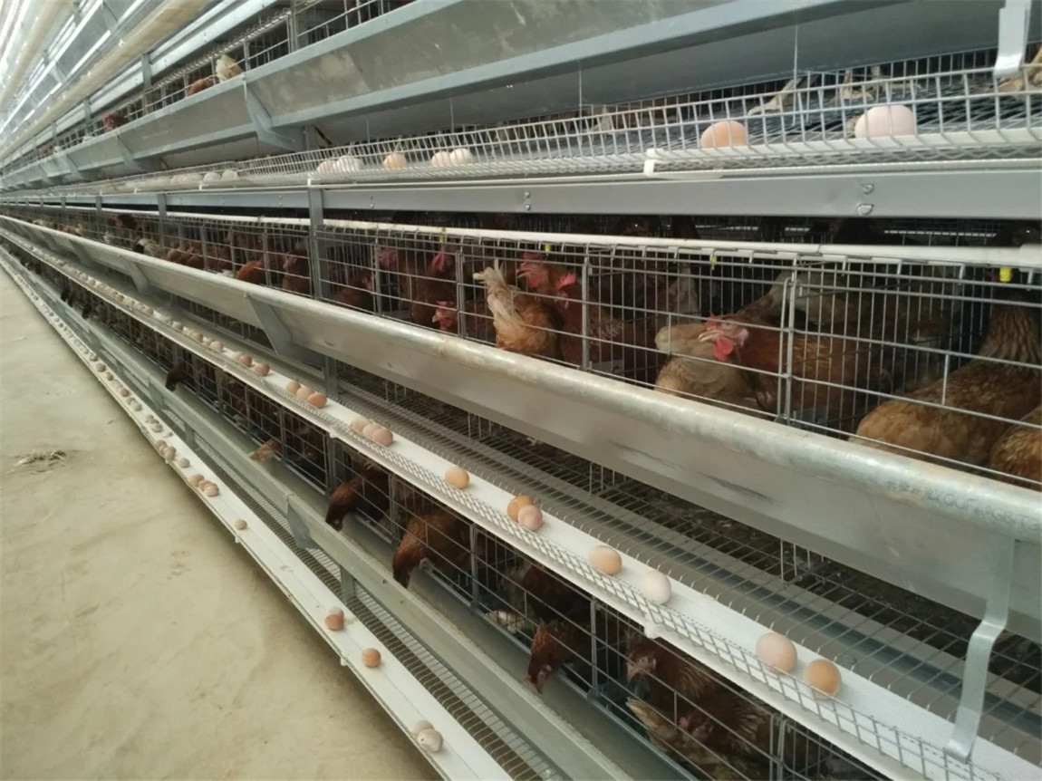 H layer poultry farm