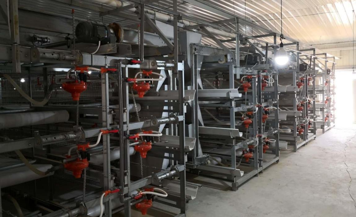 h type layer cage