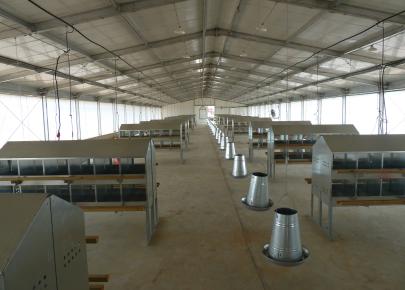 Full Automatic Chicken Poultry Breeder house