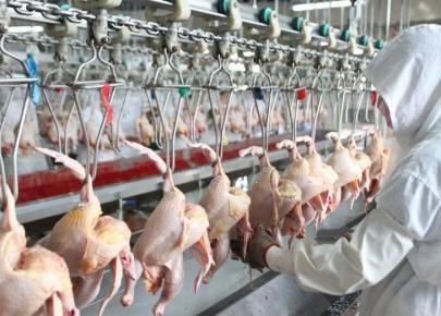 Chicken Steel structure slaughter house