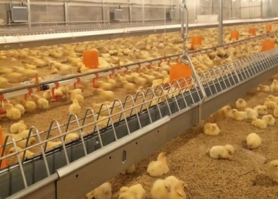 Full Turnkey service for full automatic equipment Chicken Breeder house