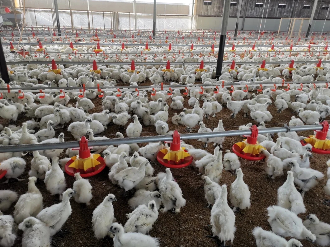 poultry farms